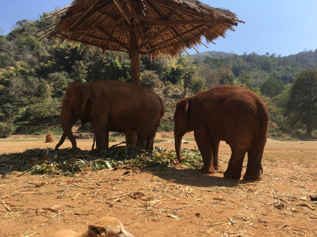 Elephant Nature Park, Chiang Mai: A Day with Gentle Giants